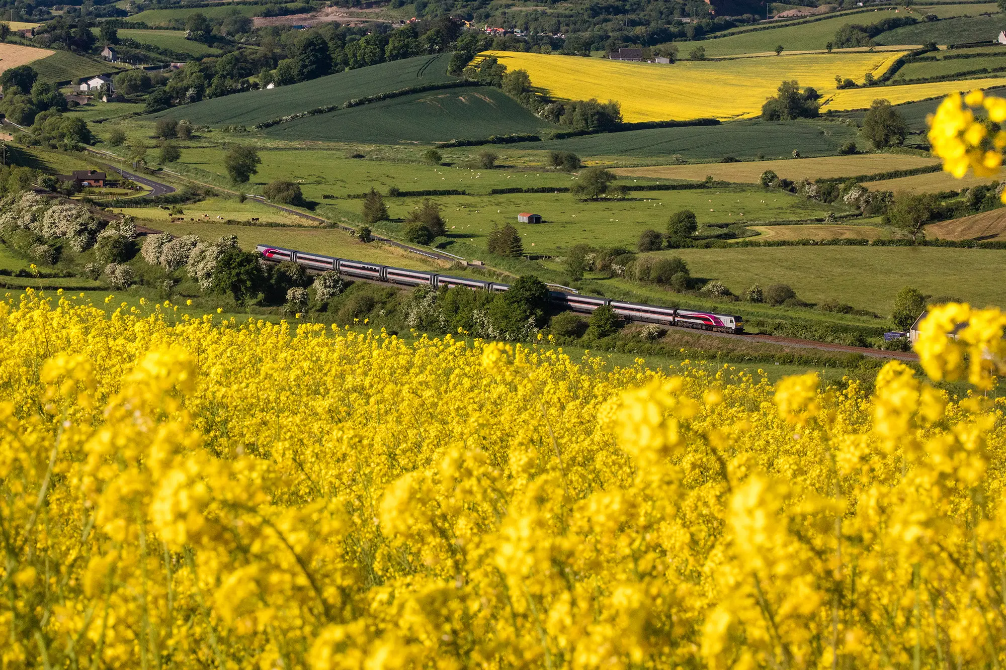 Enterprise Train Summer Countryside A photo of an Enterprise train passing a field of yellow flowers