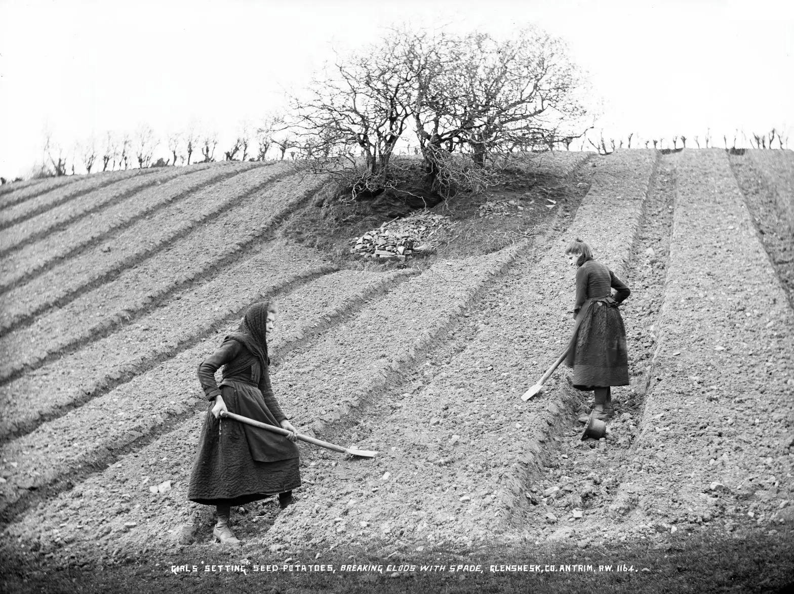 Blythe Street Fairy Tree An old black and white photo of two women working in front of the Blythe Street Fairy Tree.