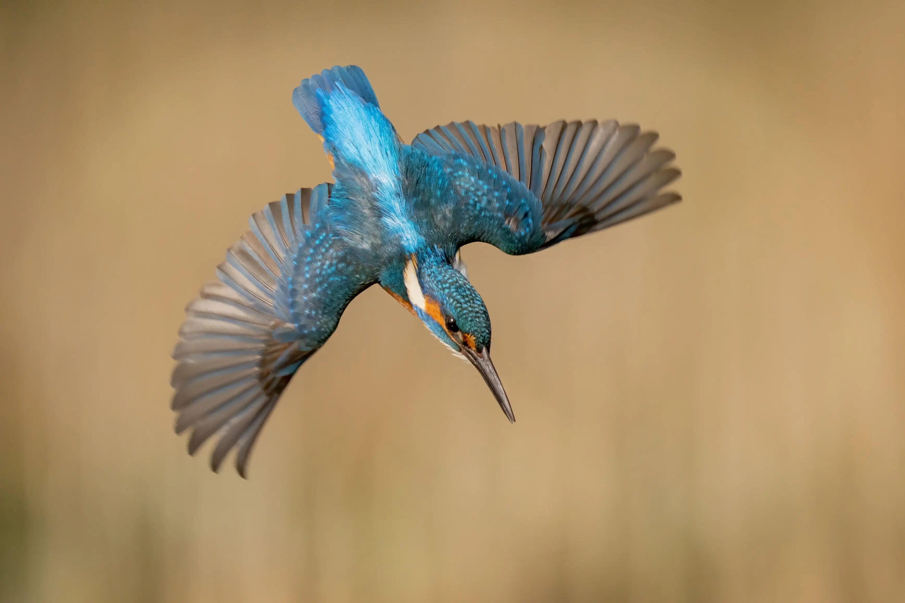 Bog Meadows A photograph of a kingfisher bird at the Bog Meadows nature reserve in Belfast.